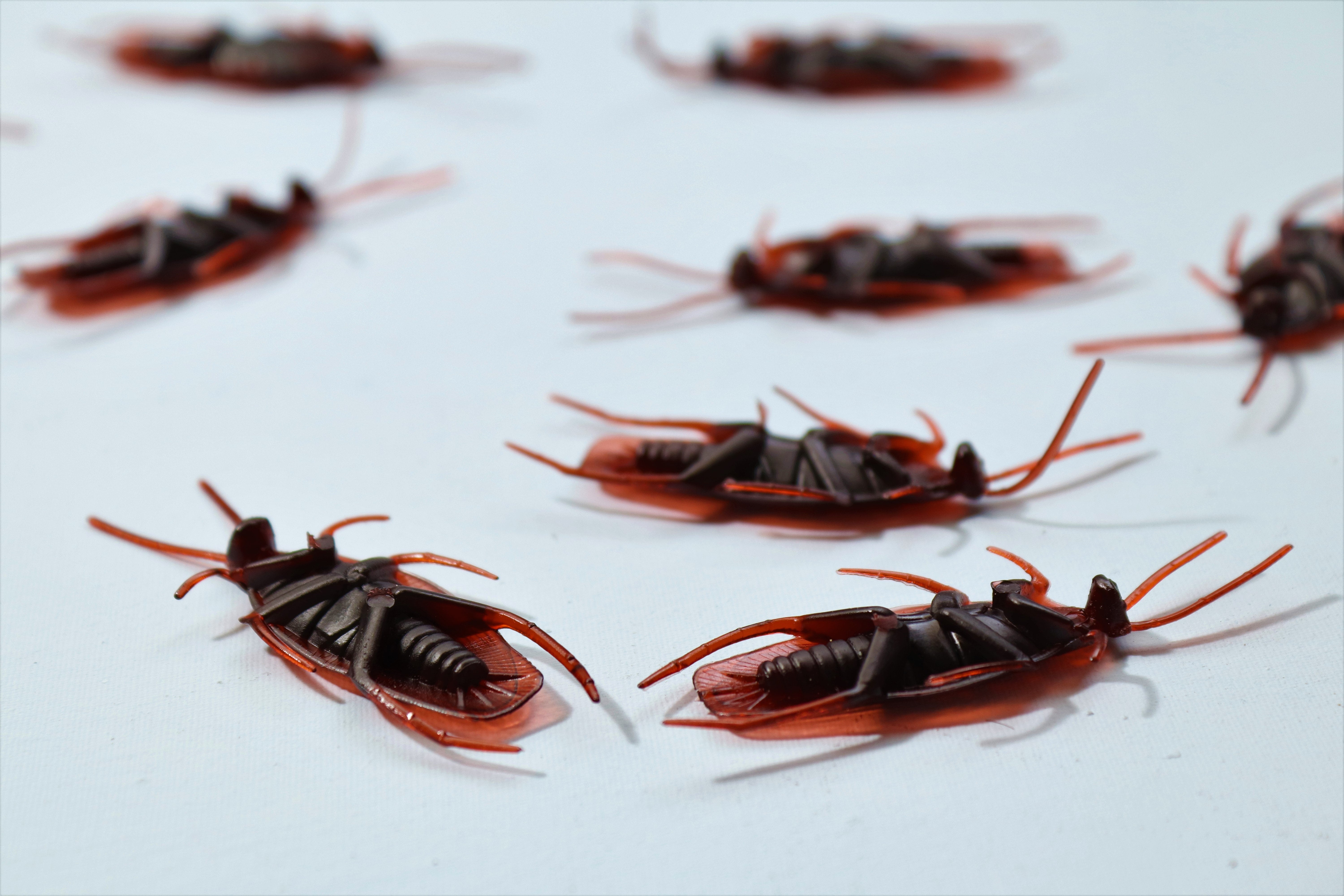 David se encontró una cucaracha... en un hielo: "La tuve en la boca" episode artwork