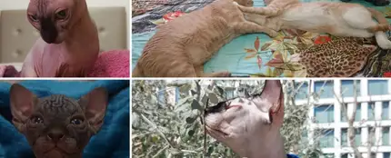 Gatos Me Pones Gatos Me Pones