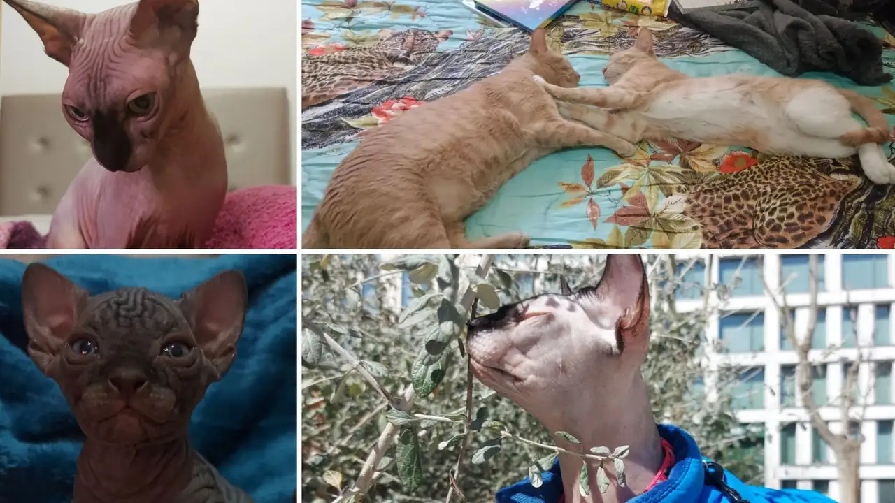Gatos Me Pones Gatos Me Pones