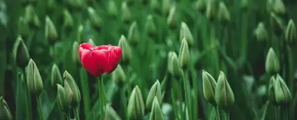 Flor Flor