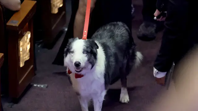 Messi, el invitado perruno que ha acaparado la atención en los Oscar