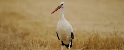 Cigüeña Cigüeña