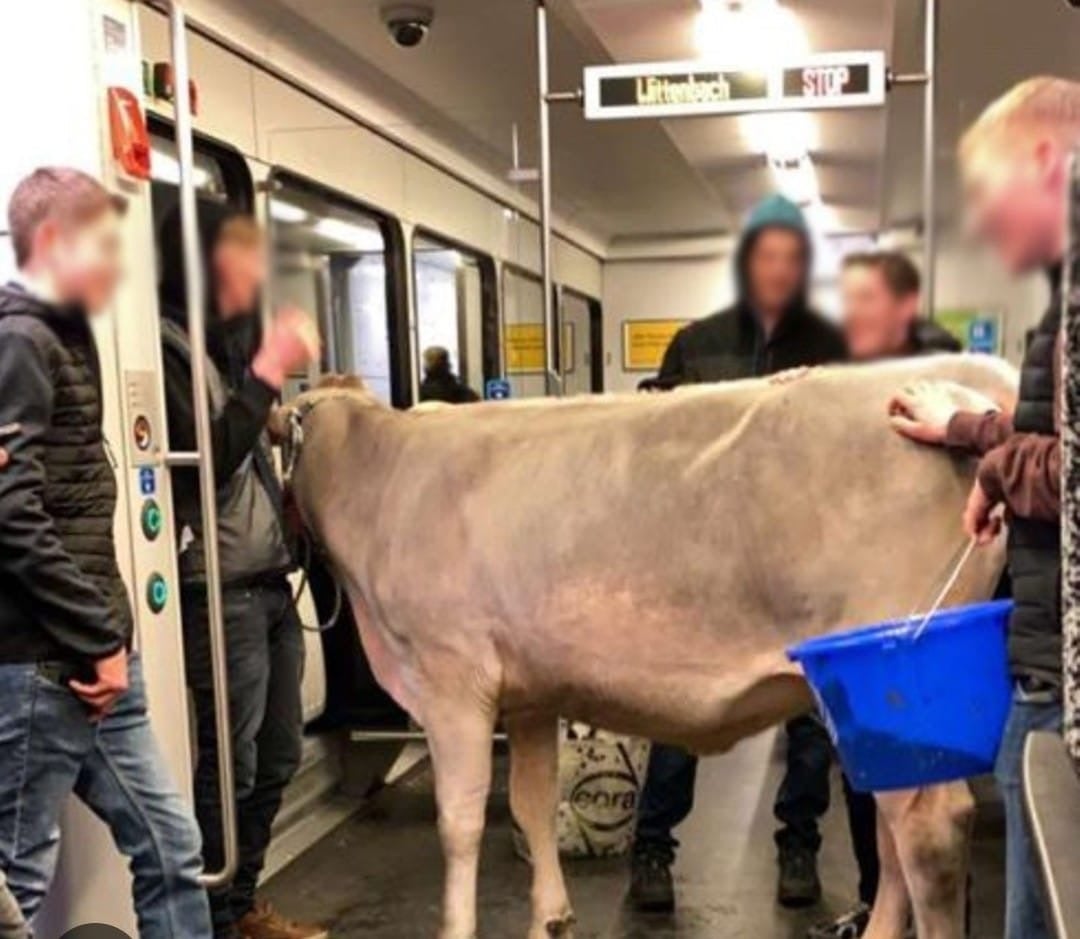 Iris cuenta cómo se encontró una vaca en el tren: "Le compraron un ticket" episode artwork