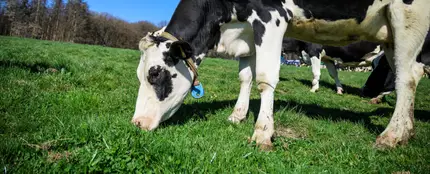 Vaca Vaca