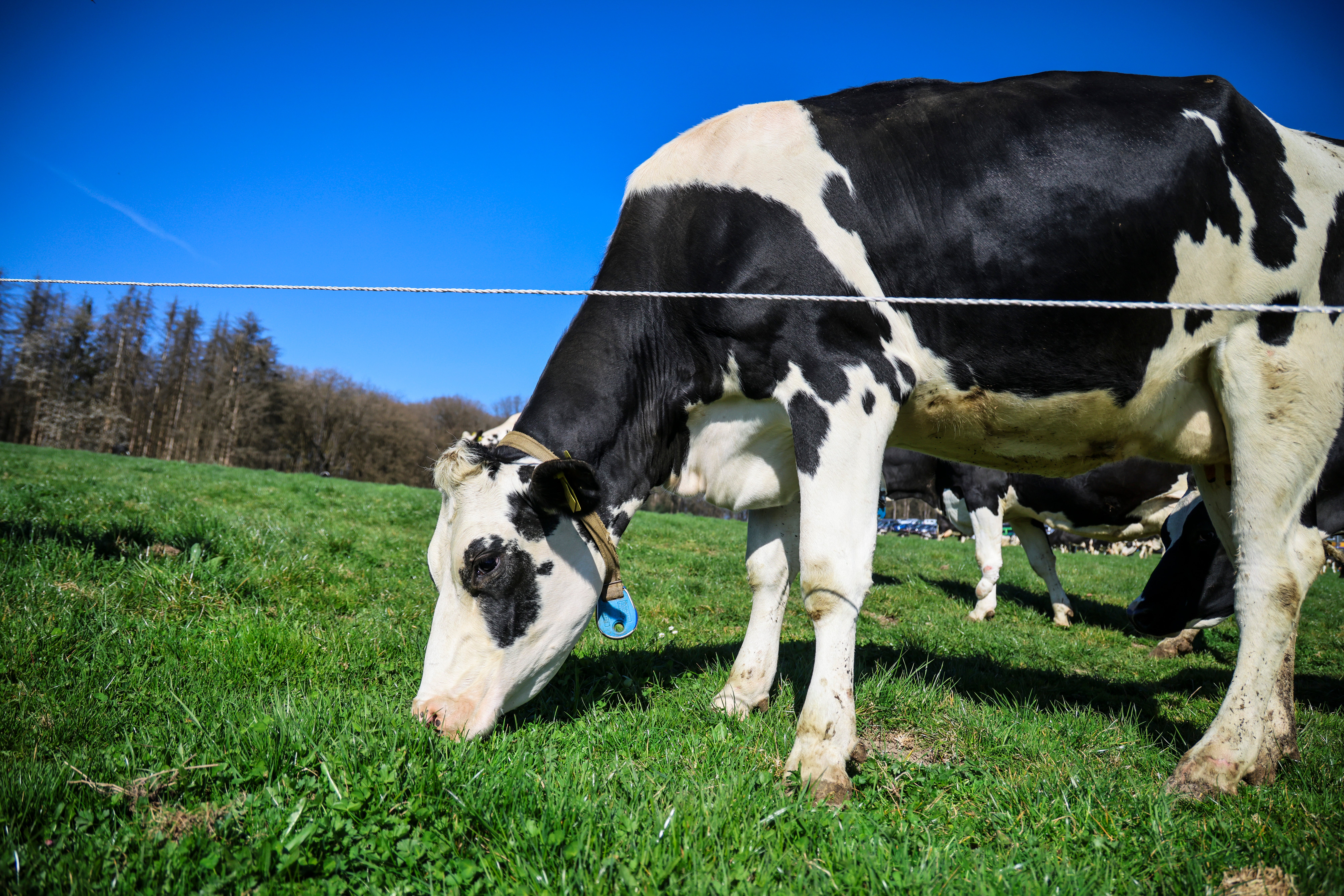 El móvil de Carlos sufrió el duro ataque de una vaca durante su Camino de Santiago episode artwork