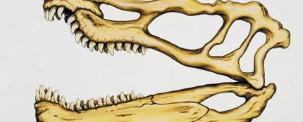 Madíbula de dinosaurio Madíbula de dinosaurio