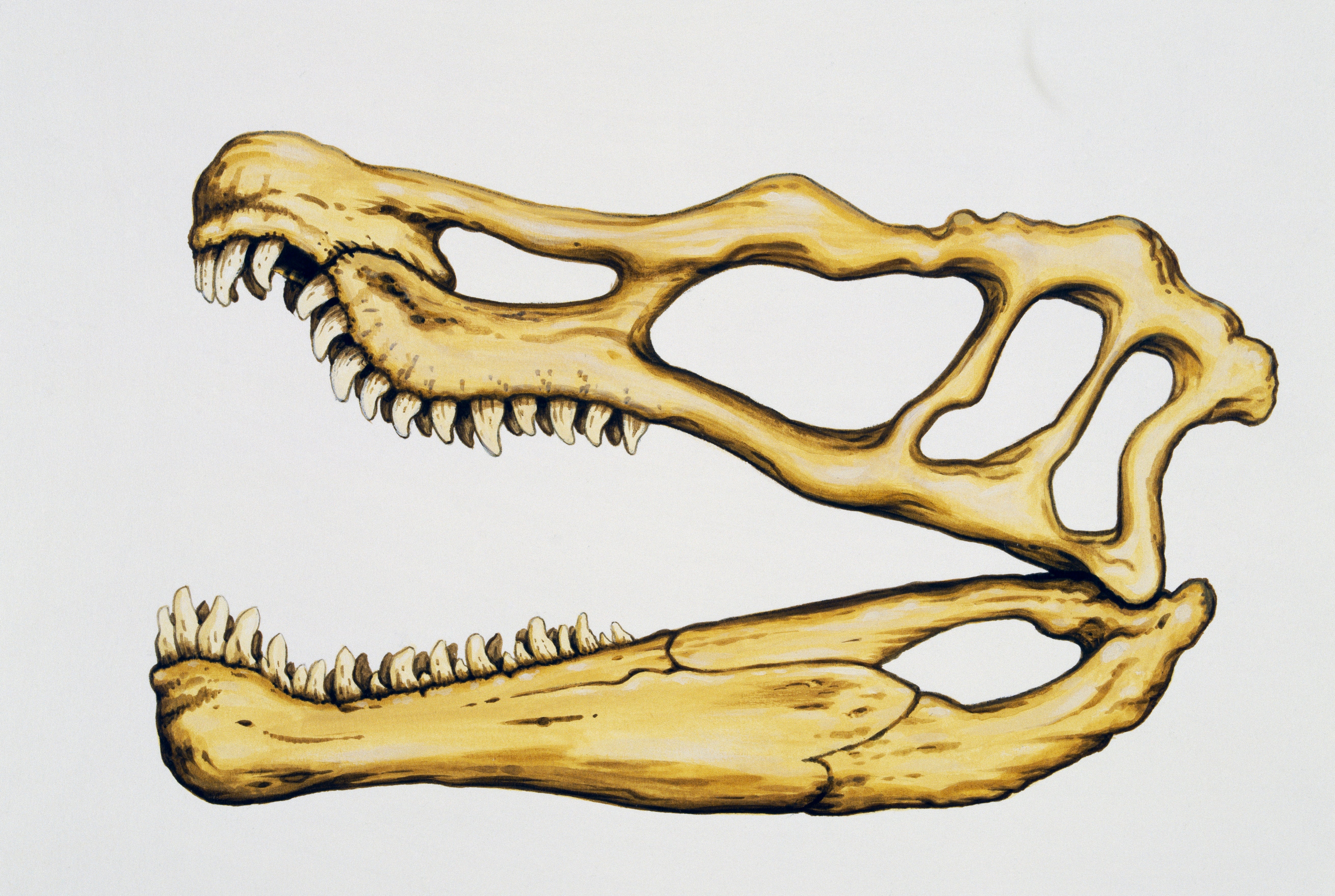 Tiene en su casa restos de dinosaurio de hace 82 millones de años